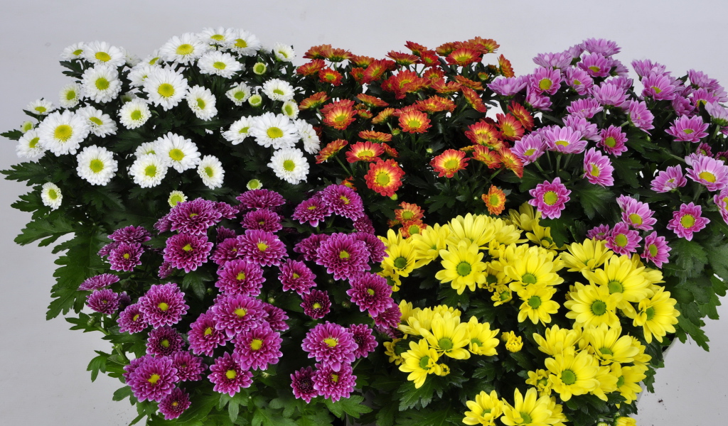 Букет цветов хризантема