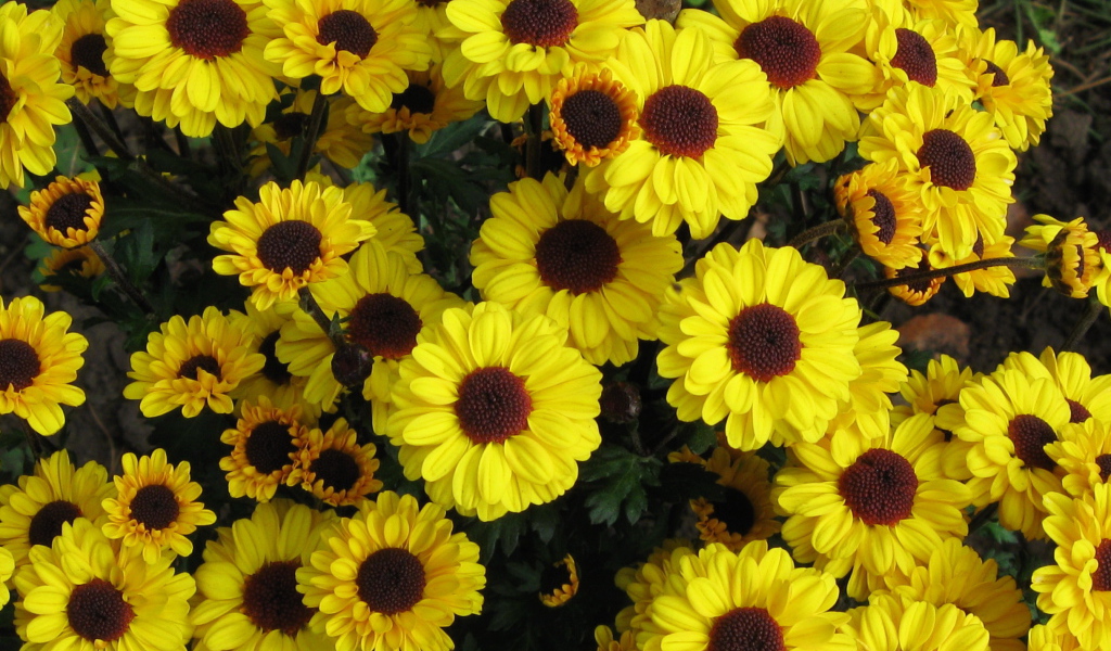 Выращивание цветов хризантема в саду