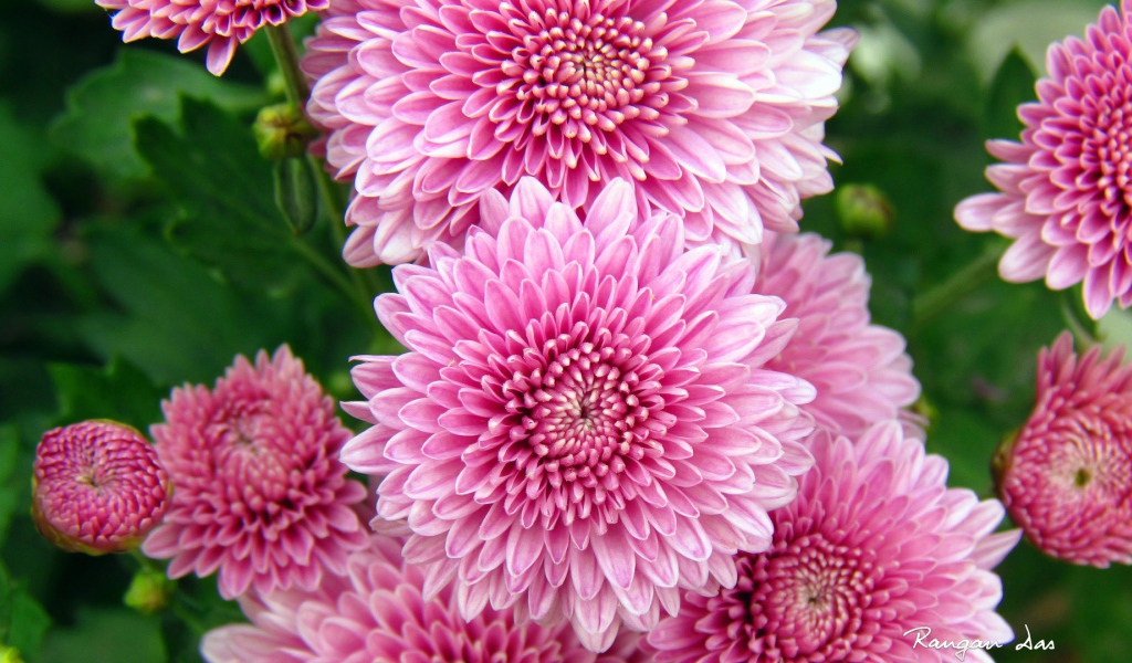 Хризантемы