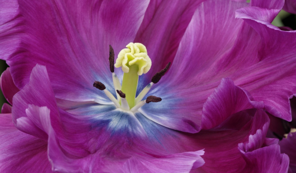 Внутри фиолетового тюльпана