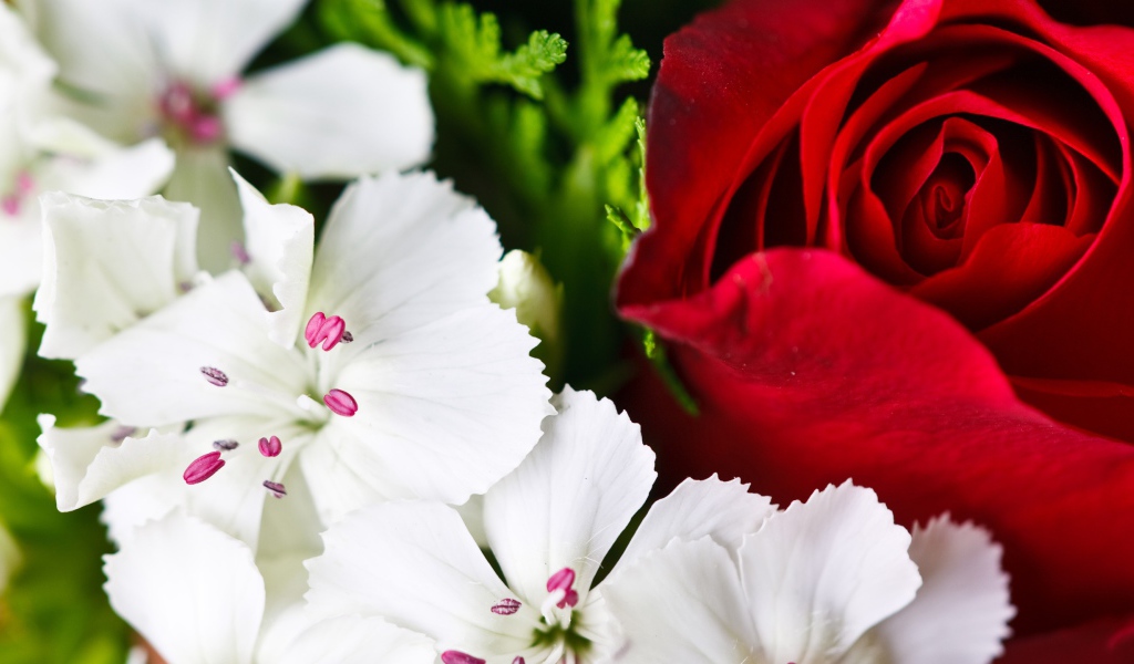 Красочные цветы