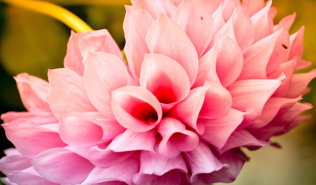 Прохладный цветок