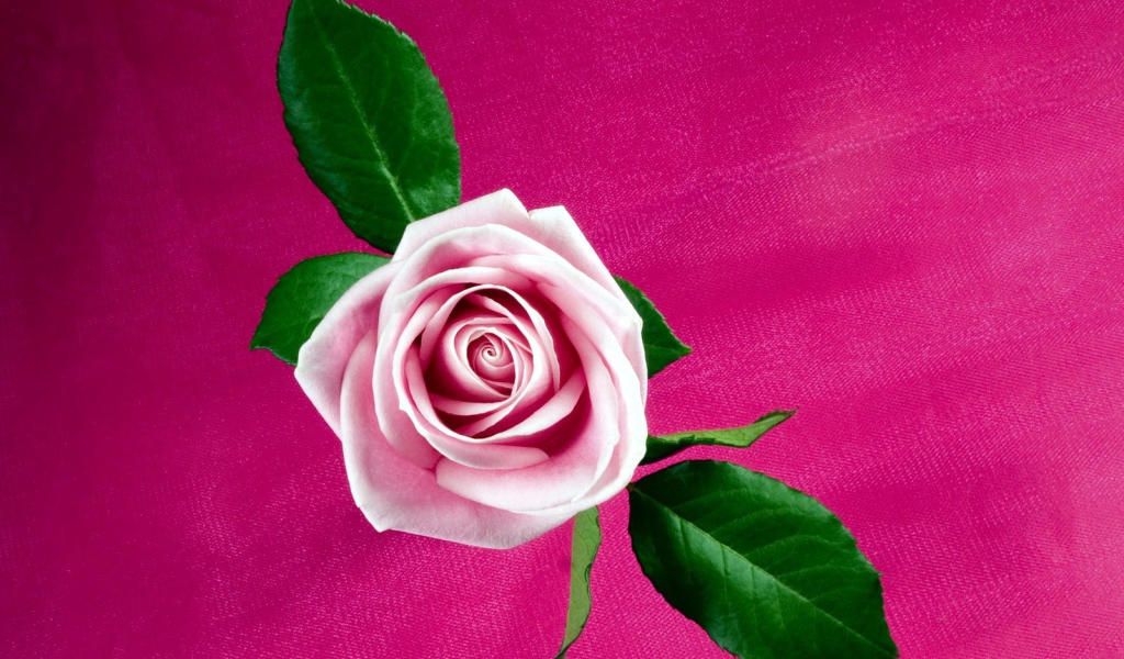 Прохладная розовая роза