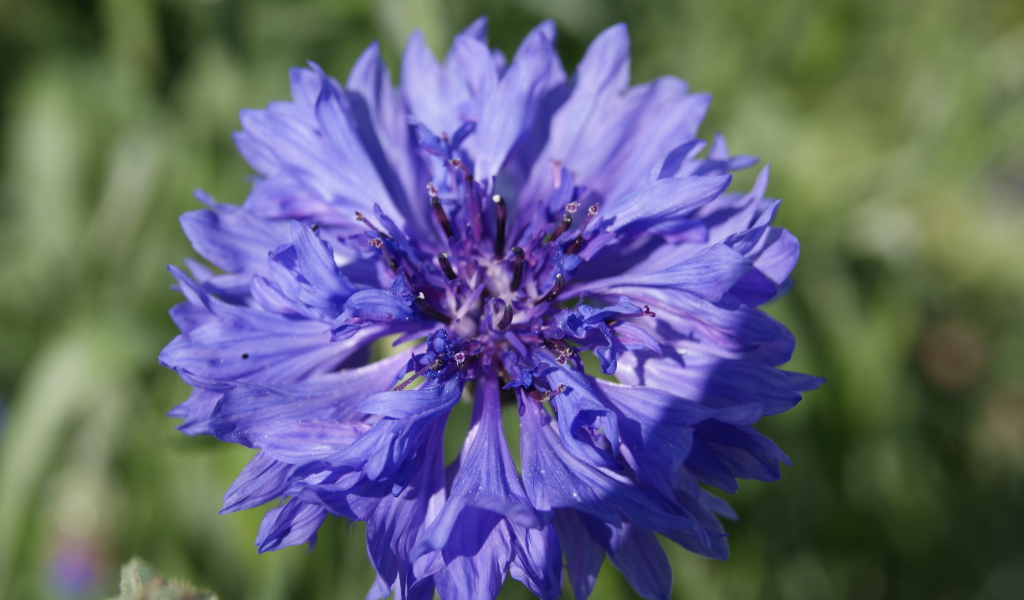 Красивые цветы васильки в парке