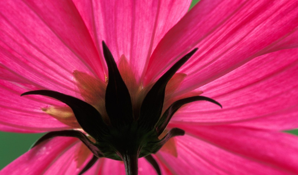 Космический цветок