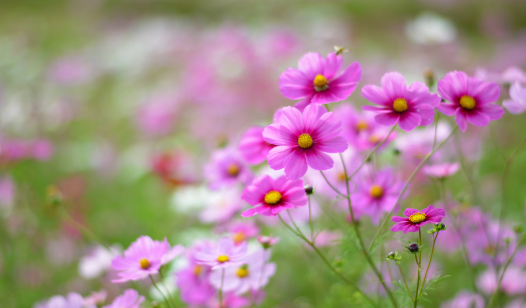 Выращивание цветов космея в саду