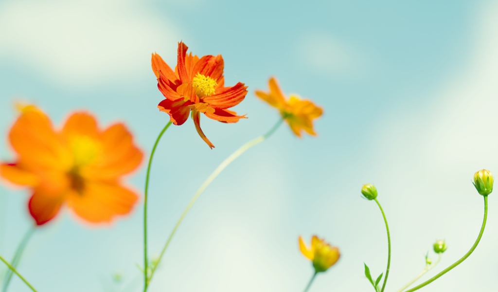 Космические цветы