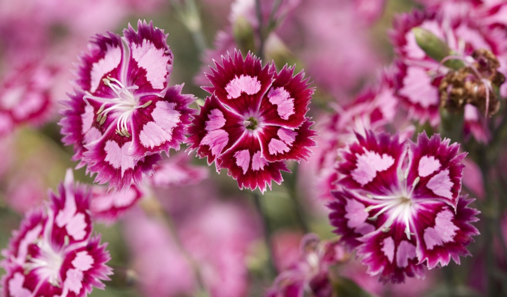 Ледяная гвоздика