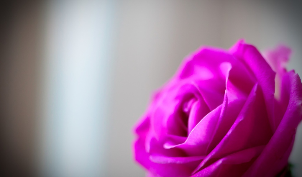 Mалиновая роза