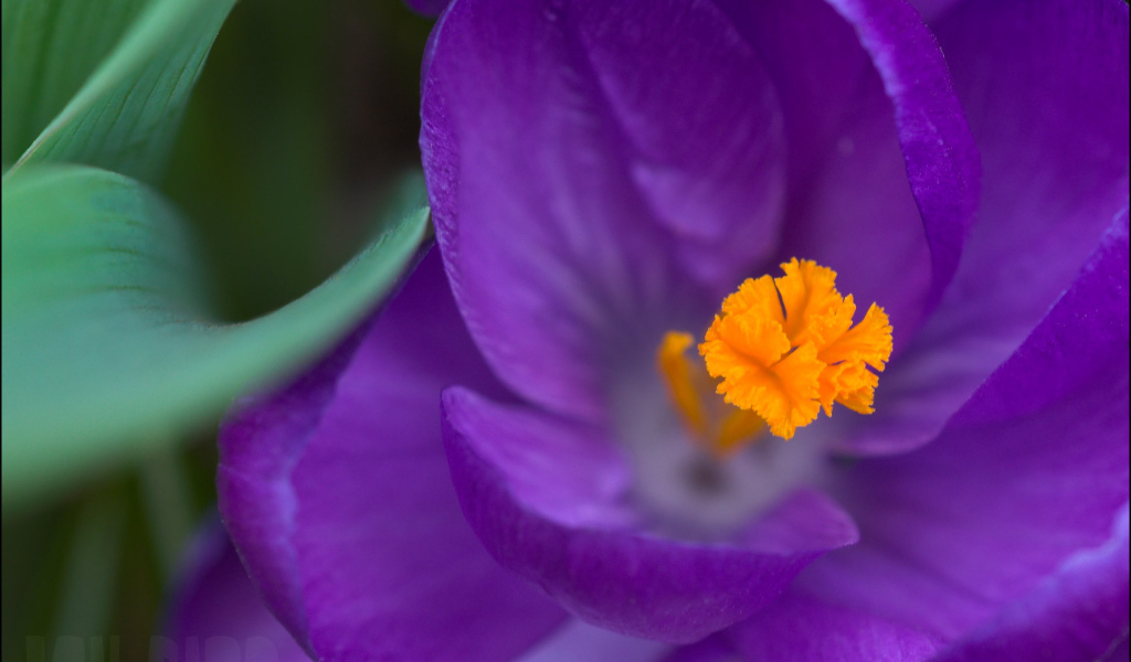 Крокус прекрасный цветок