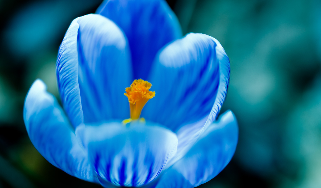 Крокус прекрасные весенние цветы       