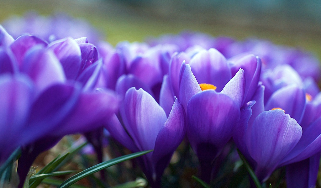 Цветы крокуса