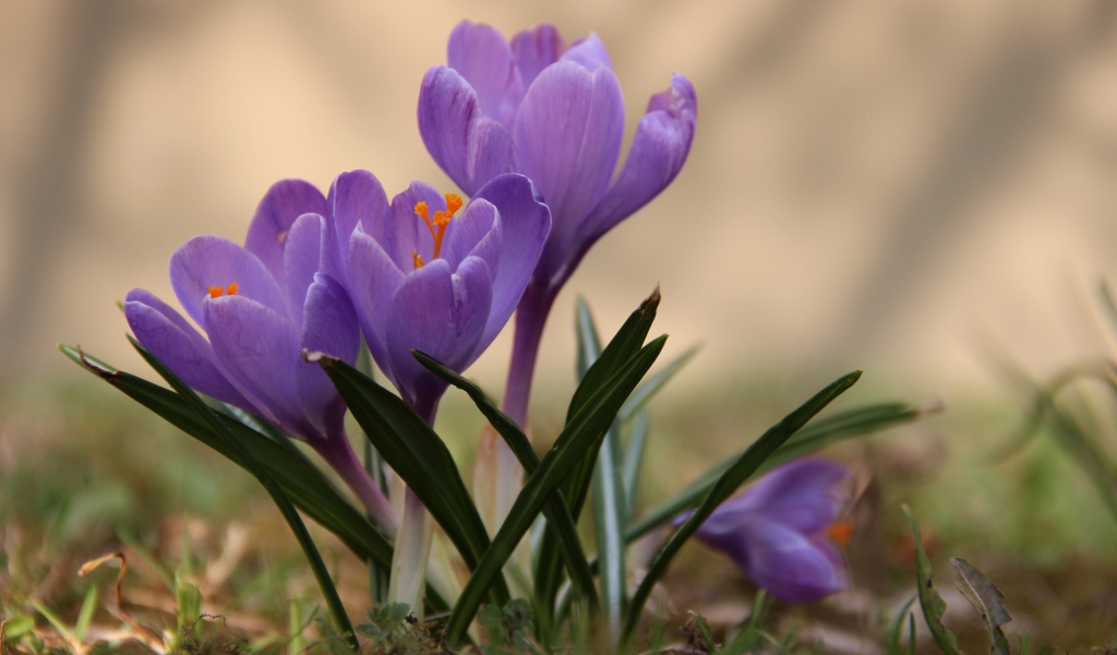 Цветы крокусы в лесу