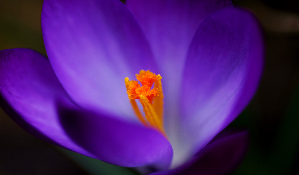 Весенние цветы Крокус