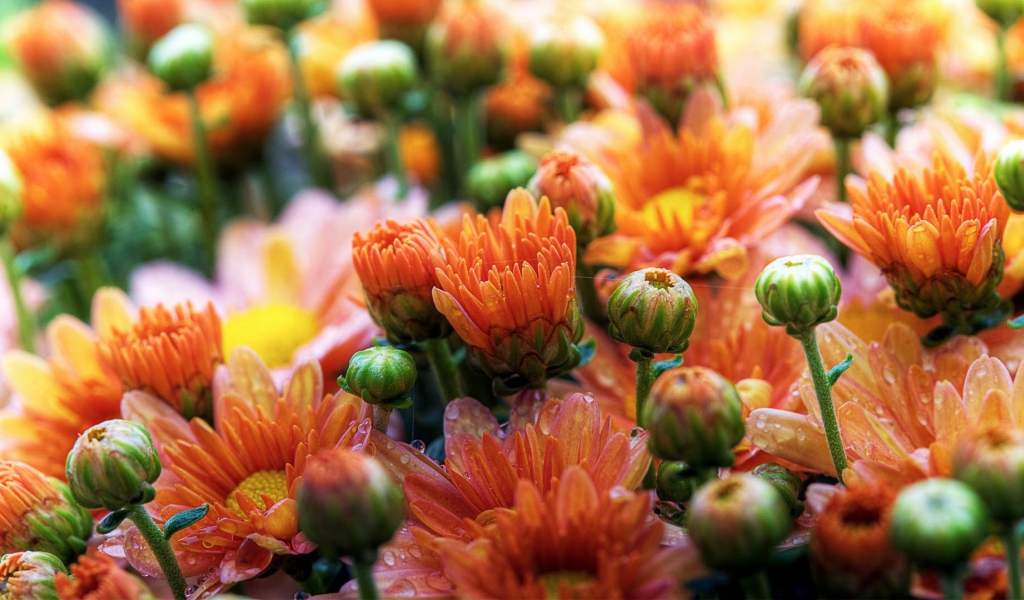 Милые ромашки