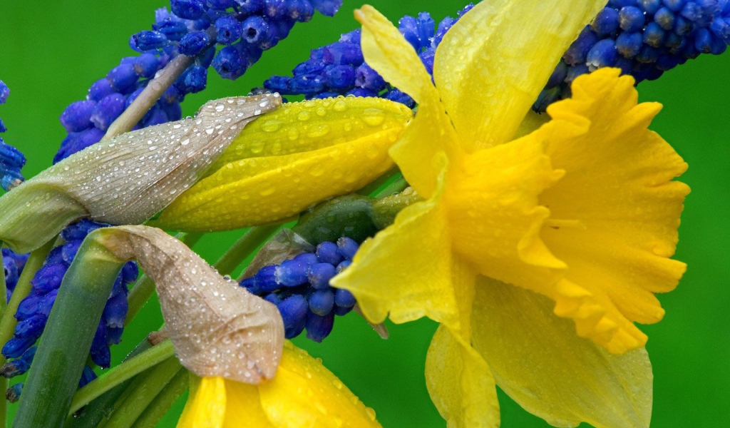 Нарциссы и гиацинты