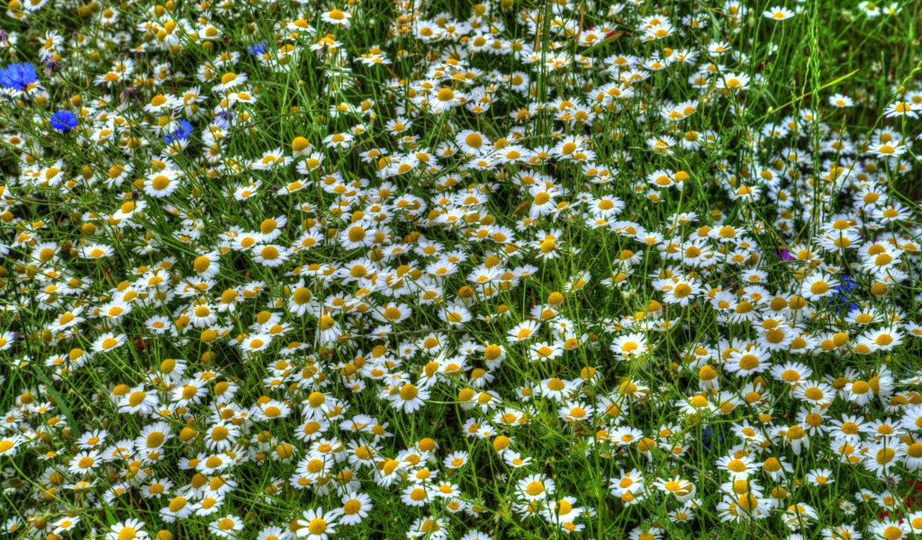 Ромашки среди зелени