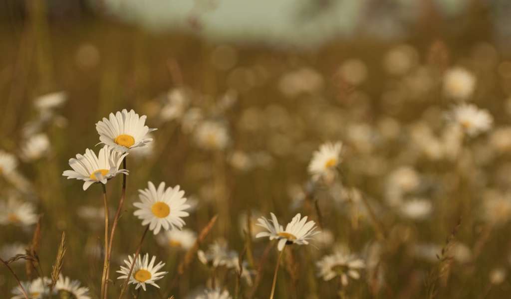 Ромашки на размытом фоне