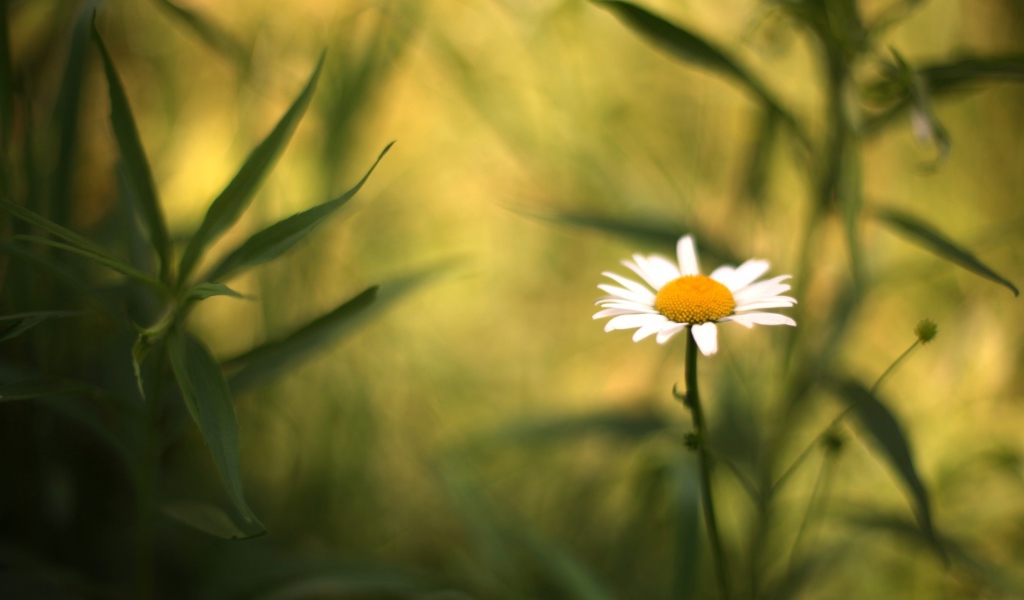 Полевая ромашка