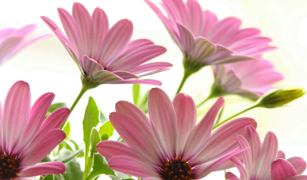 Цветы маргаритки цветут