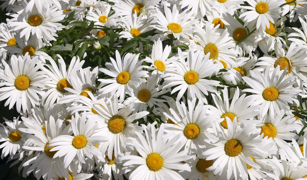 Цветы маргаритки зацвели в саду