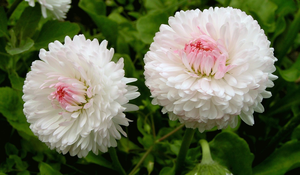 Цветы маргаритки в саду