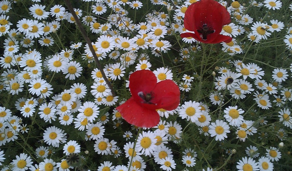 Цветы маргаритки с красным маком