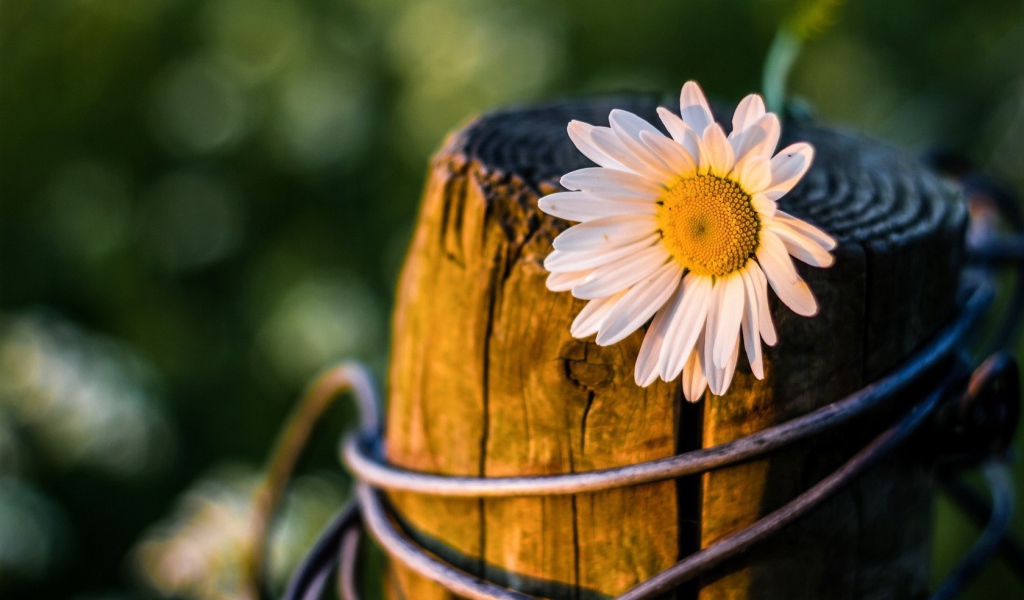 Ромашка на пне