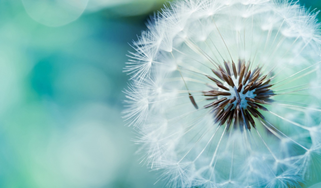 Созревший одуванчик