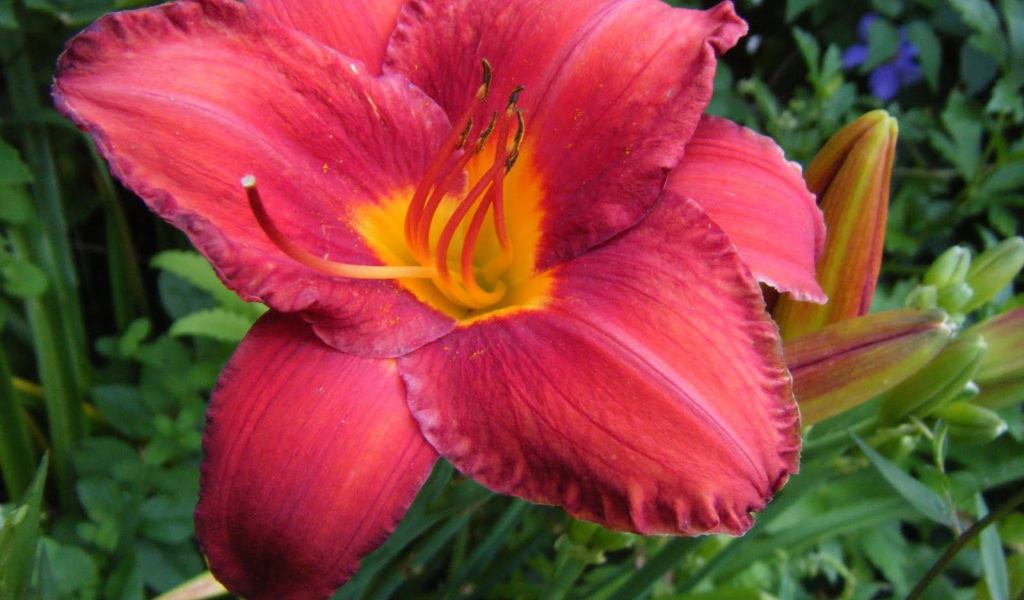 Выращивание цветов лилейник в саду