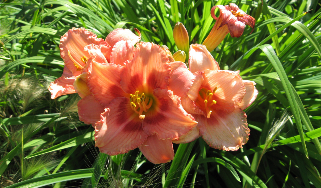 Садовые цветы лилейник на дачном участке