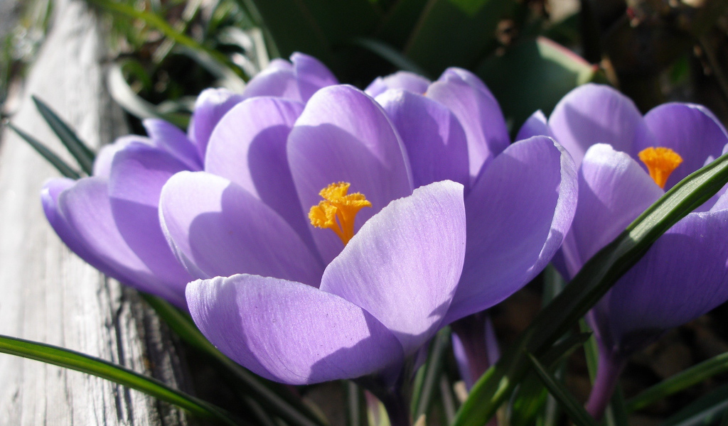 Ослепительные цветы крокус