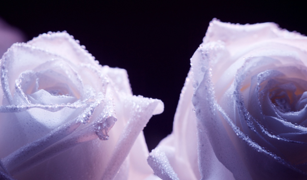 Украшенные фиолетовые розы