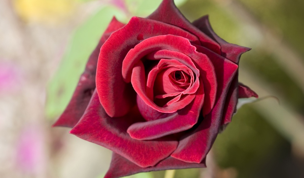 Роза насыщенного красного цвета