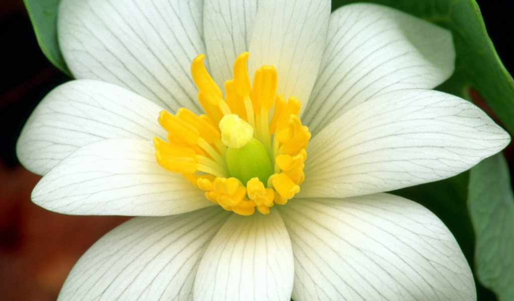 Нежная лапчатка