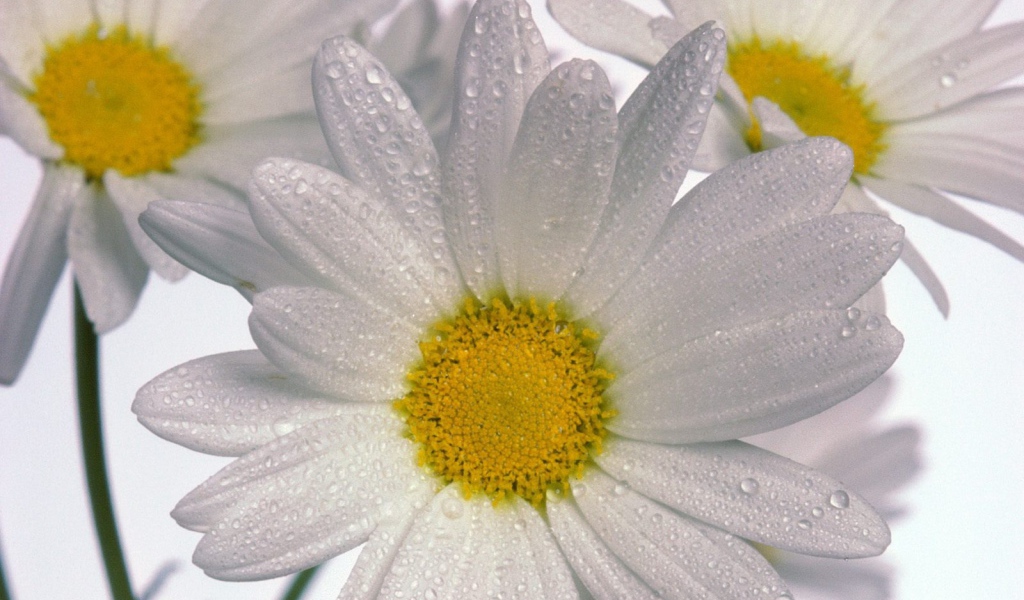Нежные ромашки