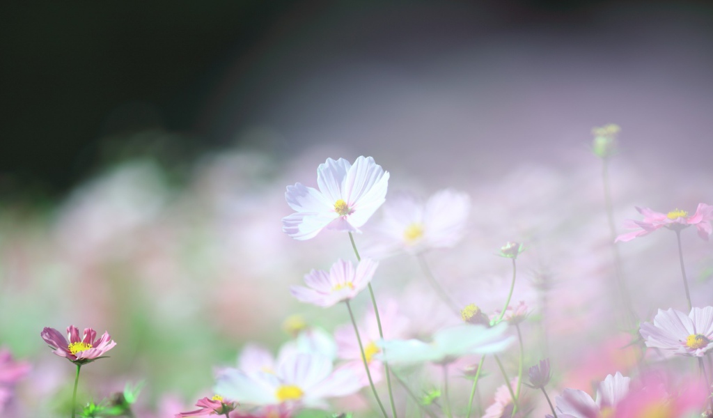 Нежные ромашки в поле