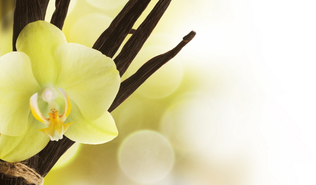 Нежный цветок