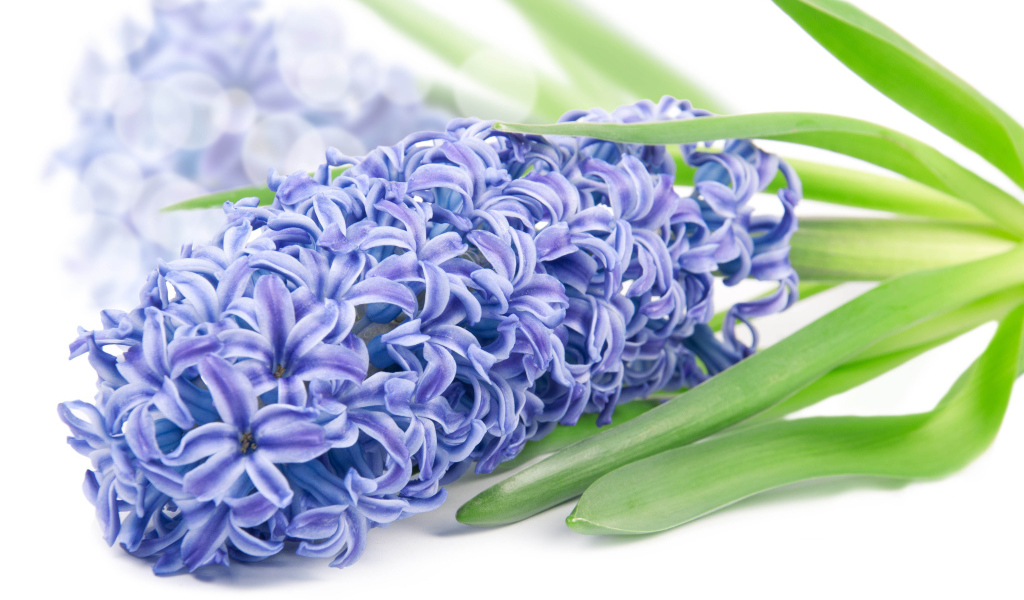 Нежный цветок гиацинт