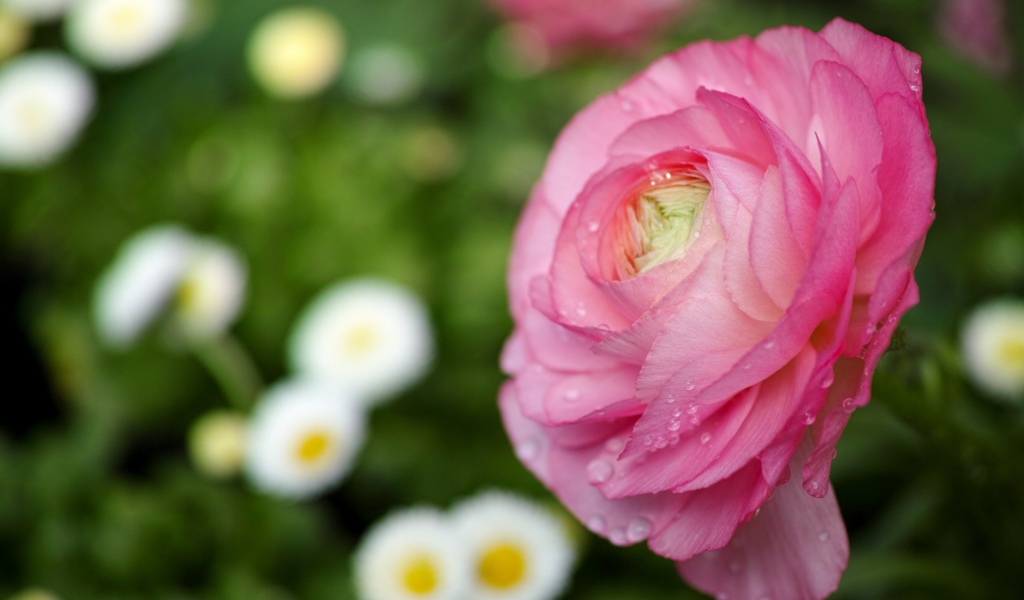 Нежные лепестки розы