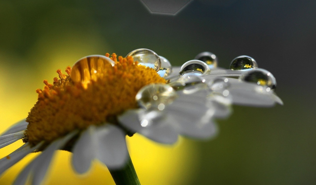 Dew on a daisy