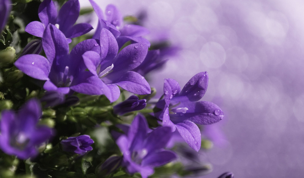 Роса на колокольчиках