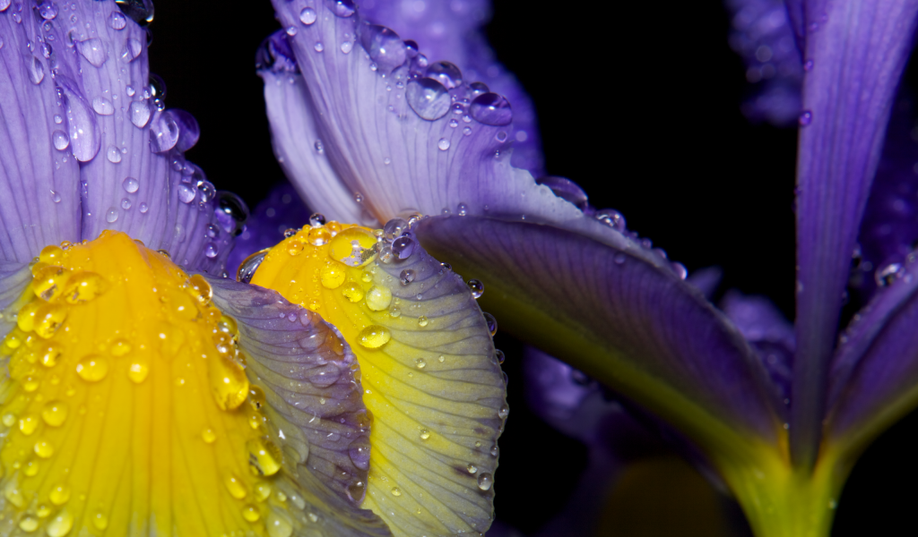 Роса на лепестках ириса