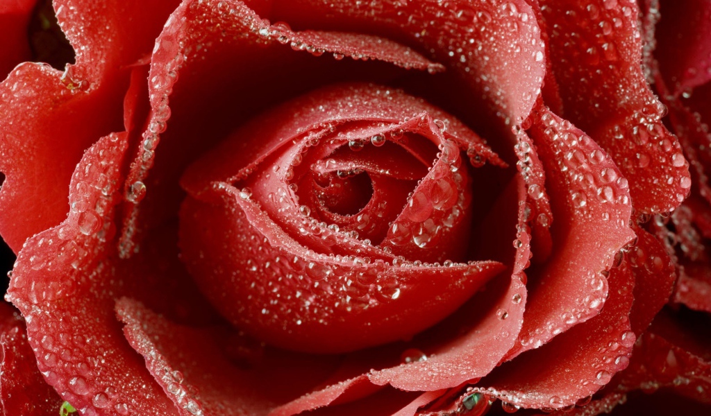 Нежная красная роза