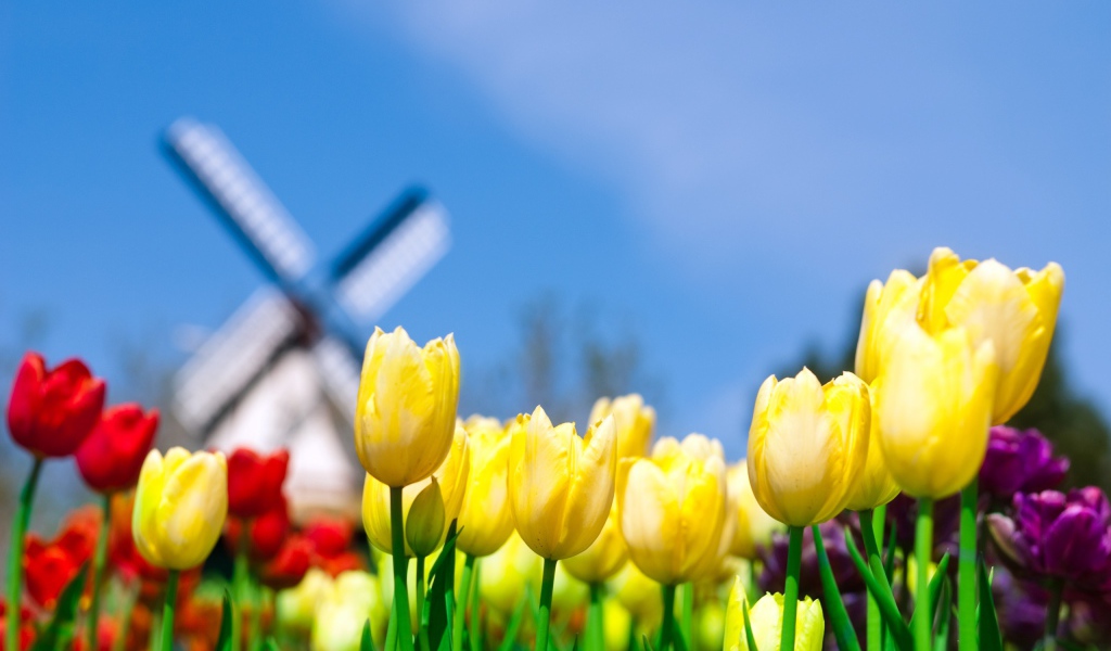 Другие цветы