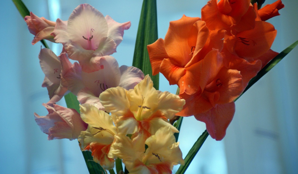 Разные сорта цветов гладиолуса