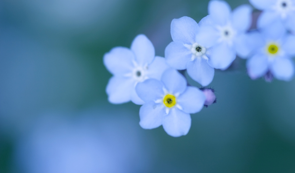 Божественные цветы незабудки