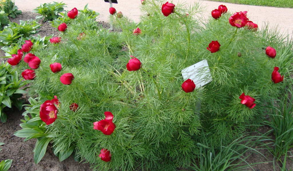 Божественные цветы пионы