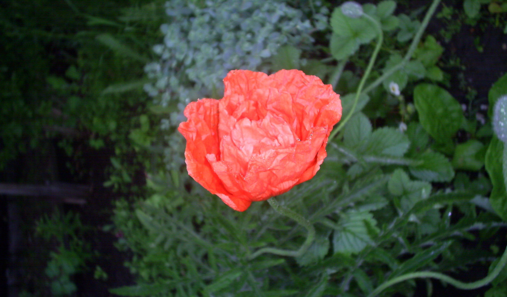 Божественный  красный мак