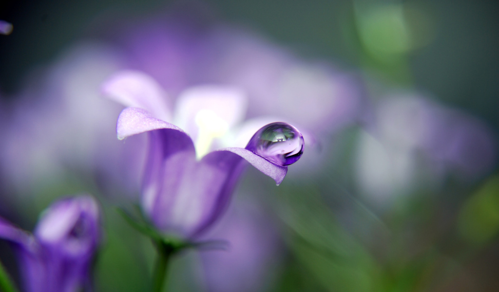 Капля на колокольчике